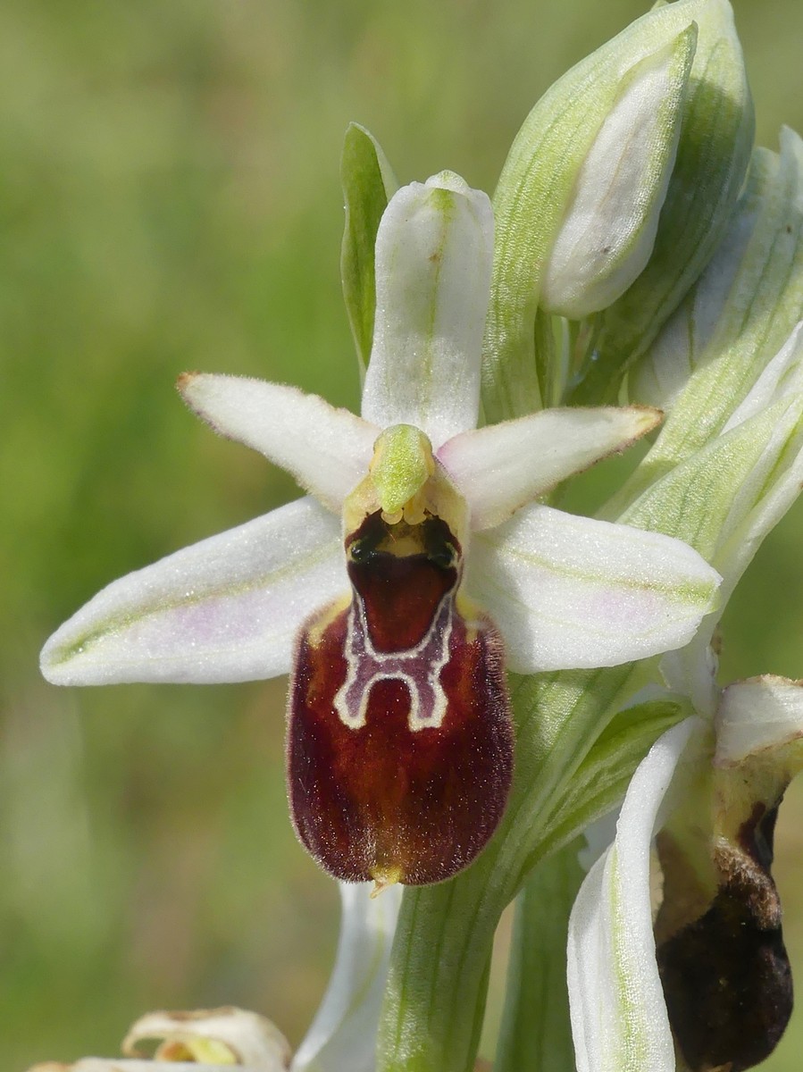 Ophrys exaltata subsp. montis-leonis e forme di variabilit nel Lazio, marzo e aprile 2018